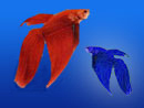 דגי נוי